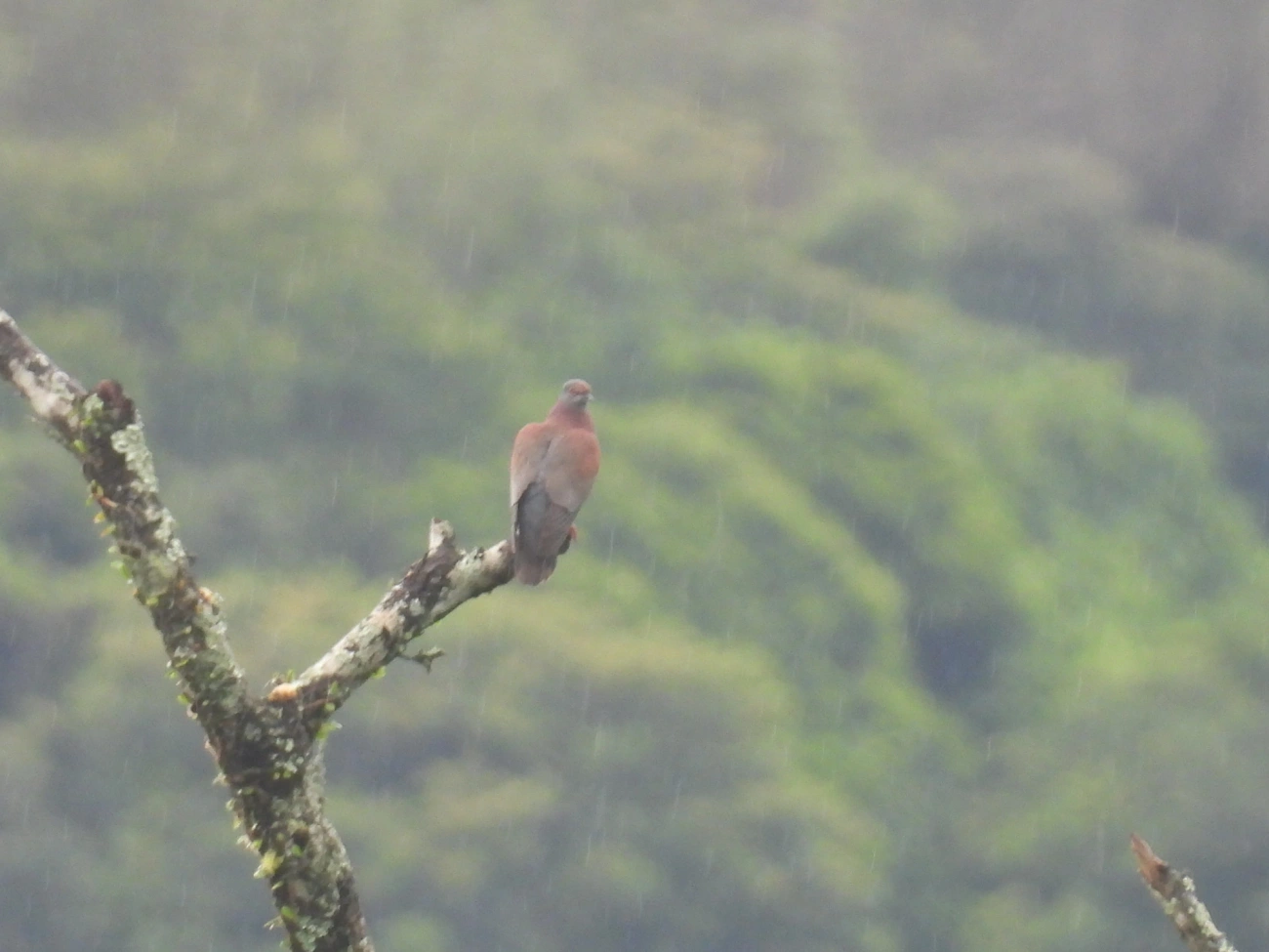 Pomba-galega (Patagioenas cayennensis), aves, fotografado em Maresias, São Sebastião