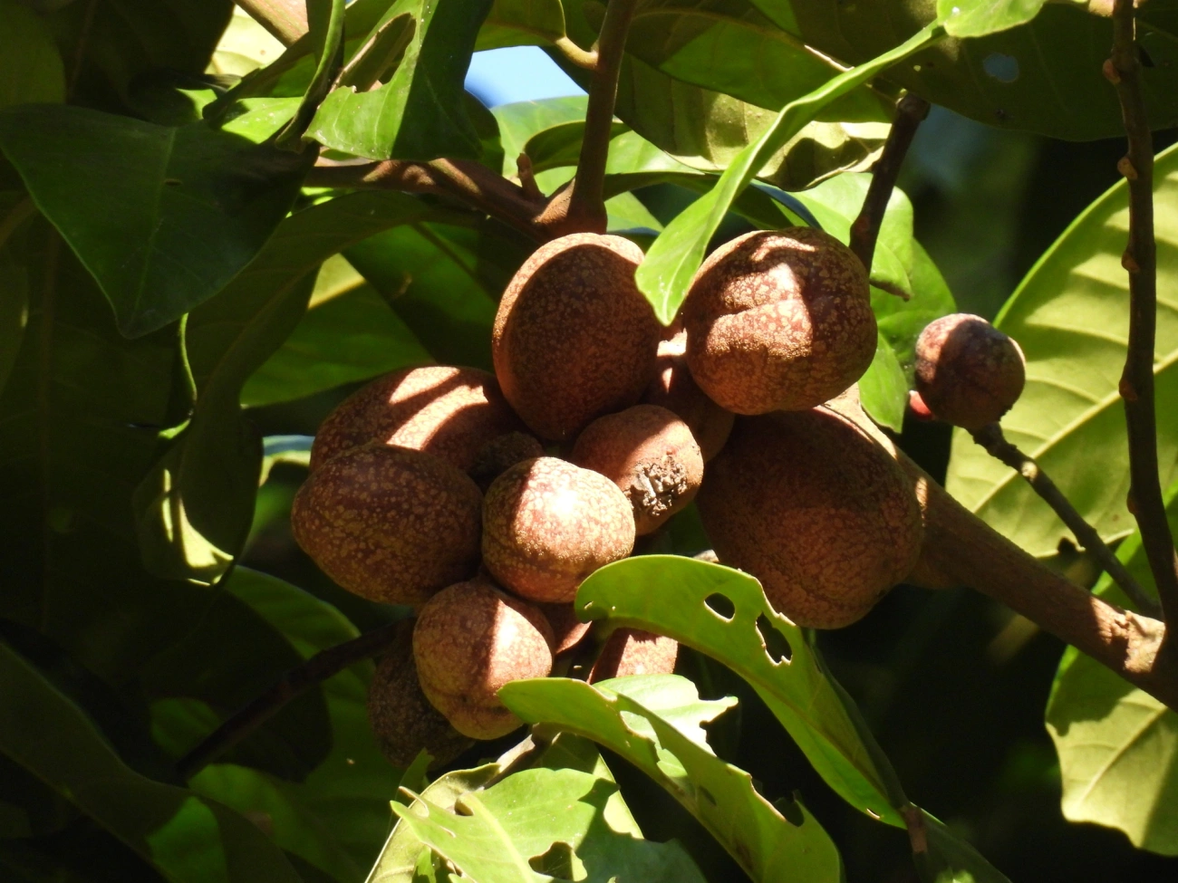 Marinheiro (Guarea guidonia), plantas, fotografado em Resende