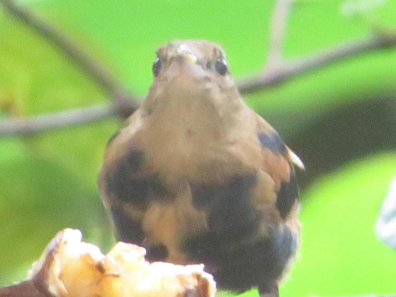 Tiê-preto (Tachyphonus coronatus), aves, fotografado em Maresias, São Sebastião