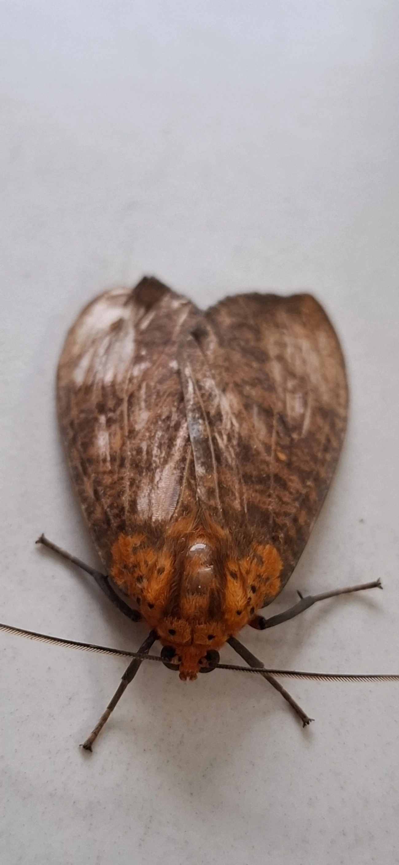 Mariposa-tigre (Ammalo helops), insetos, fotografado em Maresias, São Sebastião