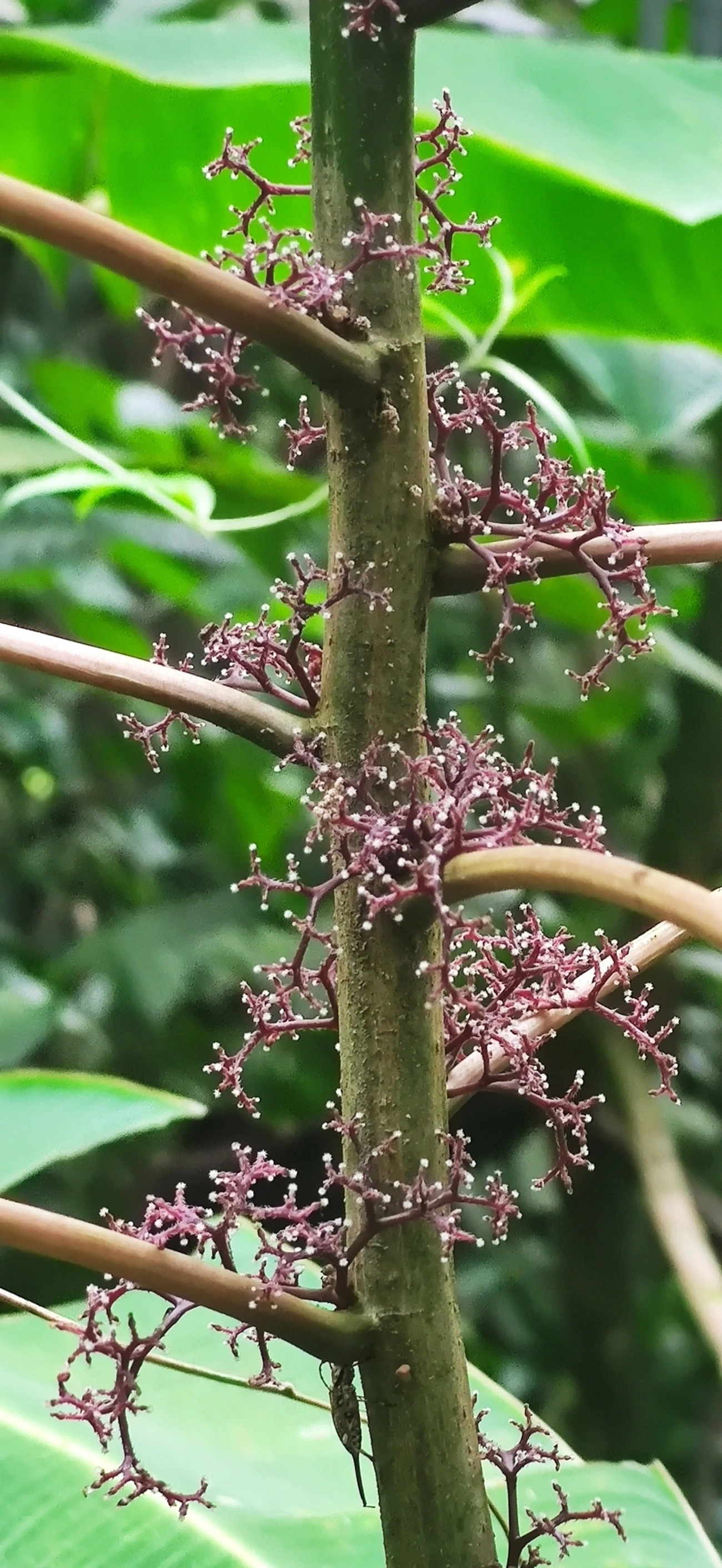 Urtigão (Urera nitida), plantas, fotografado em Maresias, São Sebastião