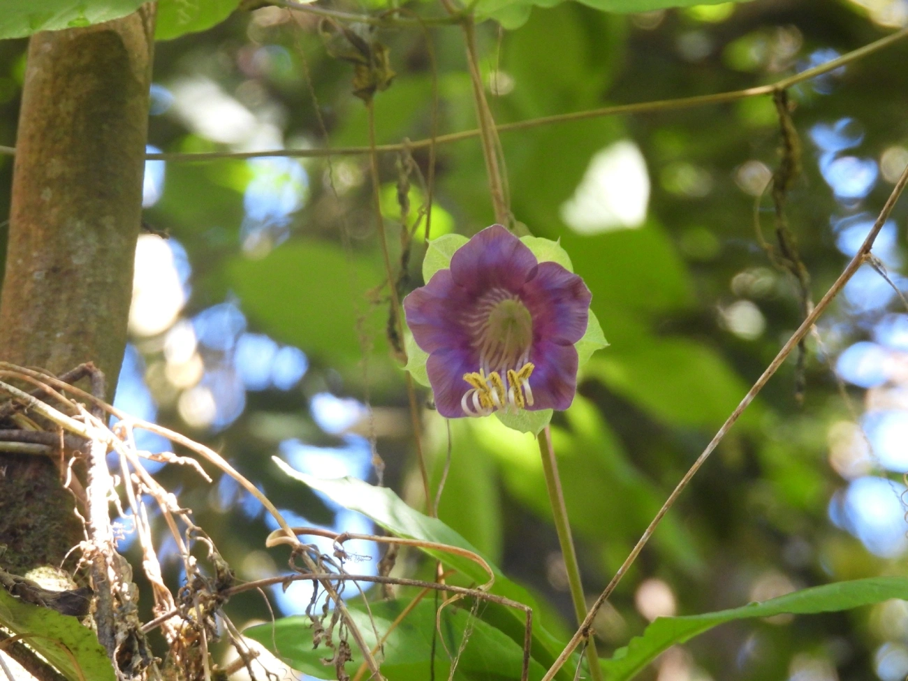 Cobaea, plantas, fotografado em Maromba, Visconde de Mauá