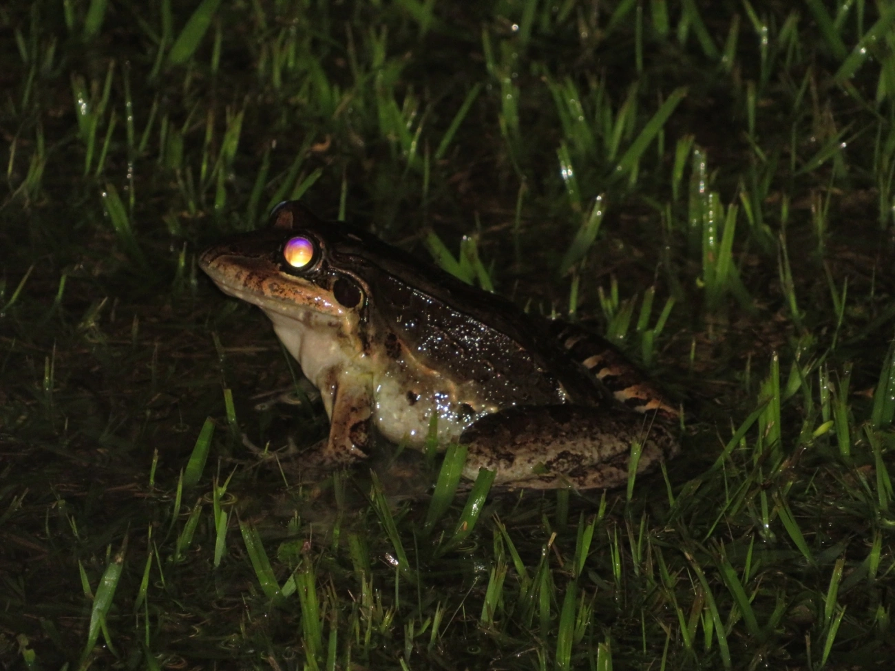 Rã-manteiga (Leptodactylus latrans), anfíbios, fotografado em Maresias, São Sebastião