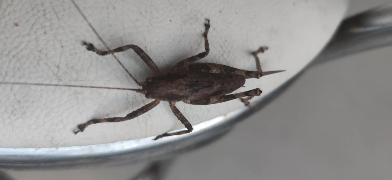 Meroncidius, insetos, fotografado em Maresias, São Sebastião