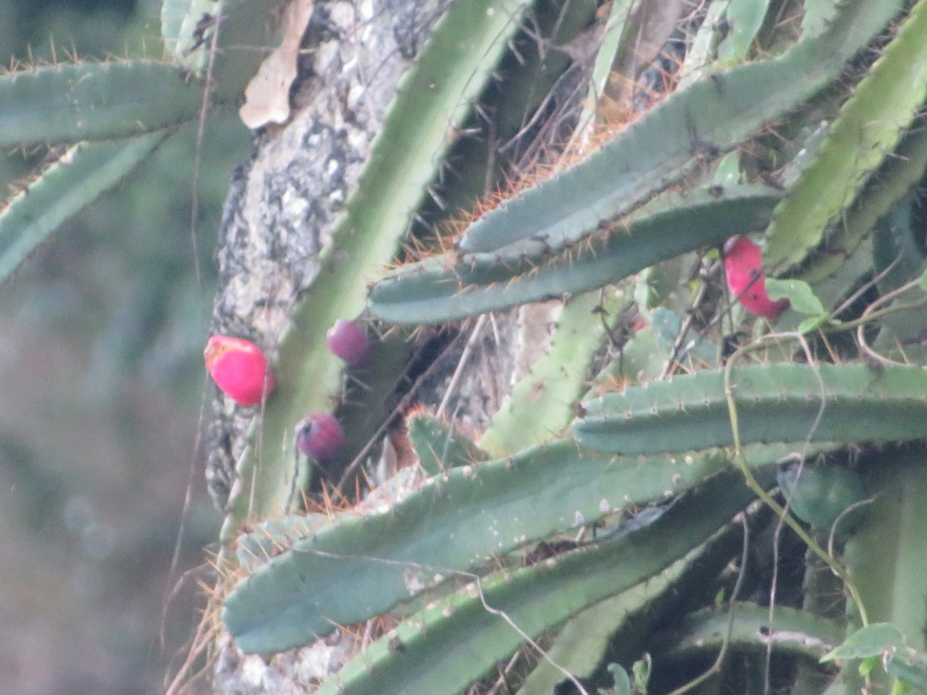 Mandacaru-da-praia (Cereus fernambucensis), plantas, fotografado em Maresias, São Sebastião