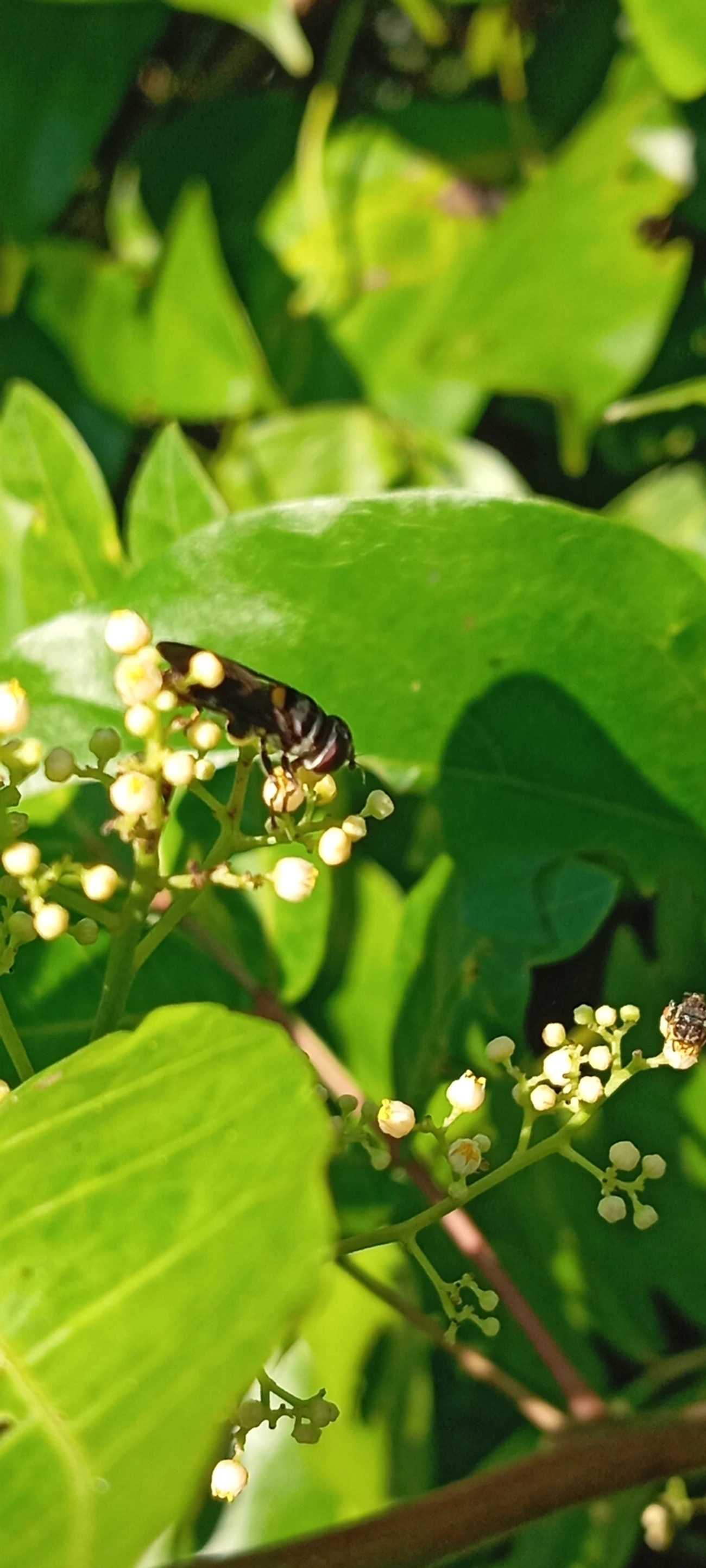 Palpada, insetos, fotografado em Maresias, São Sebastião