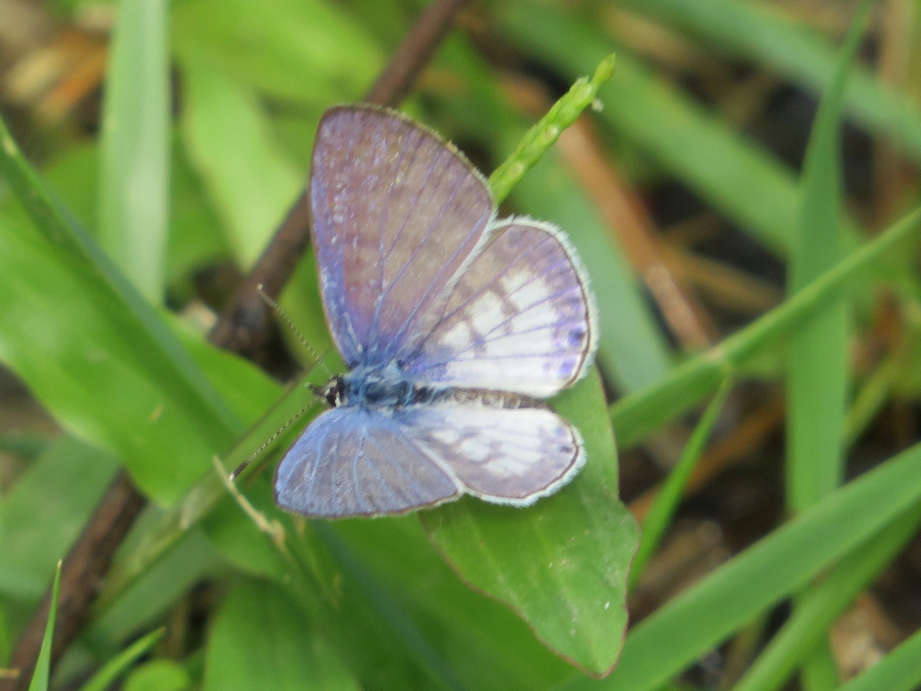 Borboleta-emília (Leptotes cassius), insetos, fotografado em Maresias, São Sebastião
