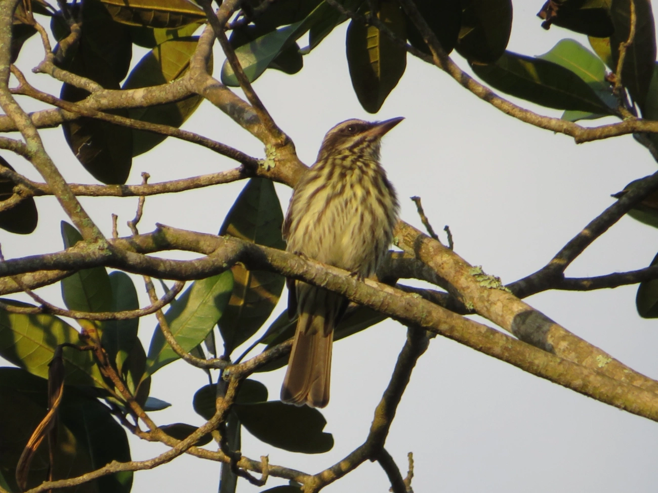 Bem-te-vi-rajado (Myiodynastes maculatus), aves, fotografado em Maresias, São Sebastião