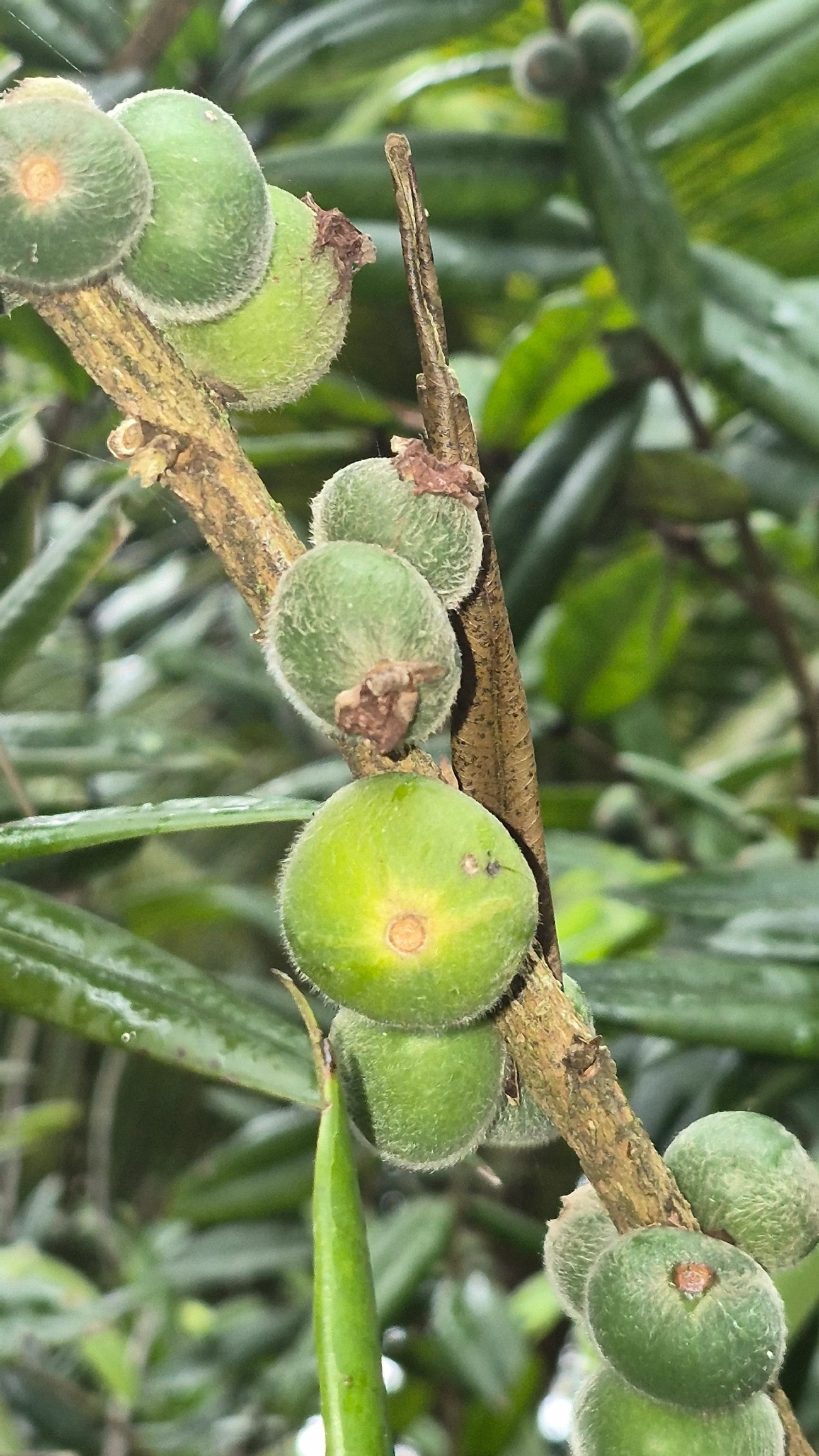 Cabeludinha (Myrciaria glazioviana), plantas, fotografado em Caraguatatuba