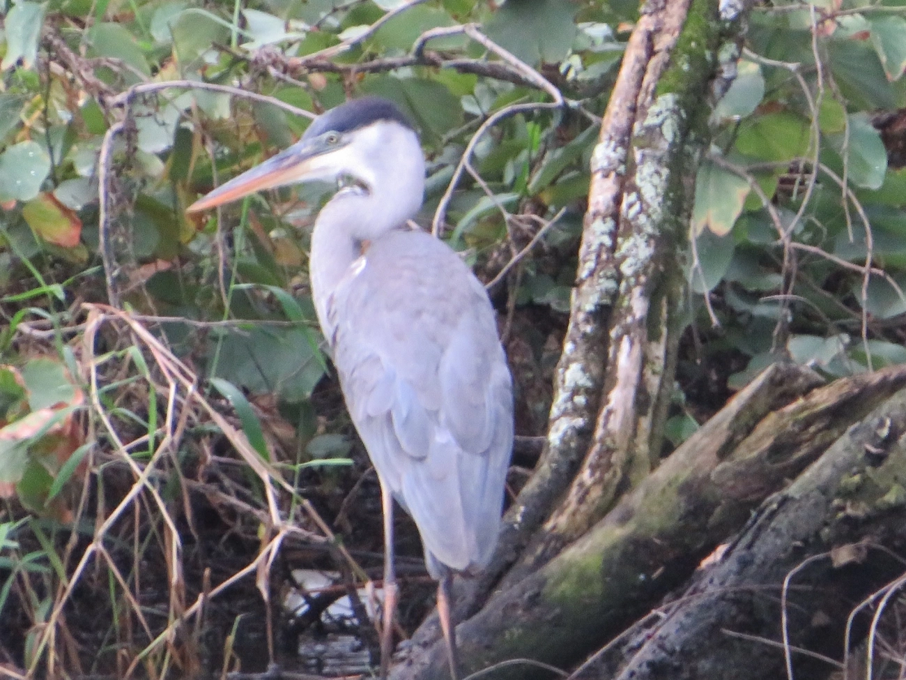 Garça-moura (Ardea cocoi), aves, fotografado em Maresias, São Sebastião