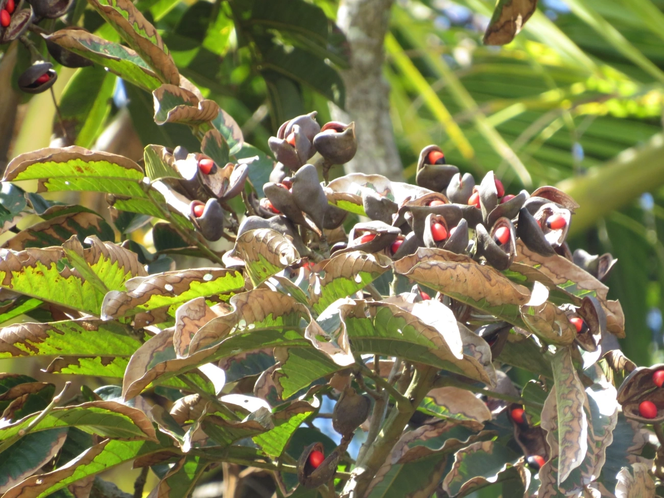 Ormosias (Ormosia), plantas, fotografado em Praia As Ilhas, São Sebastião