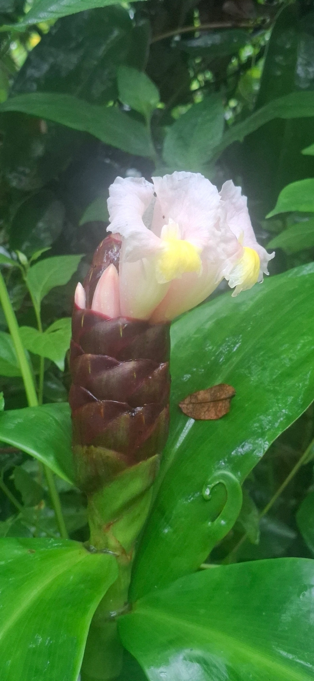 Cana-do-brejo (Costus arabicus), plantas, fotografado em Maresias, São Sebastião