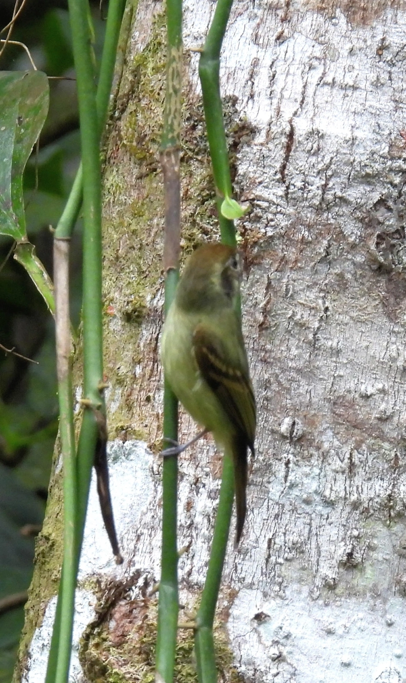 Cabeçudo (Leptopogon amaurocephalus), aves, fotografado em Maresias, São Sebastião