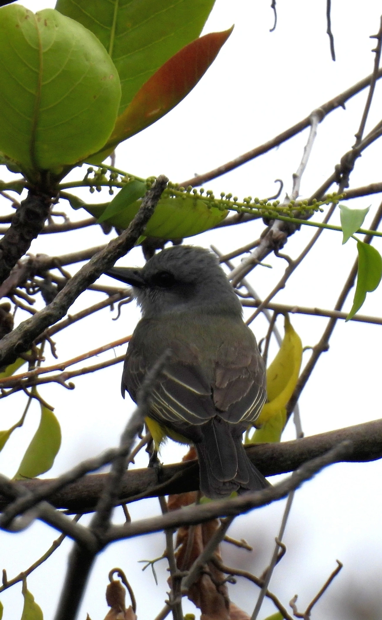 Suiriri (Tyrannus melancholicus), aves, fotografado em Perequê, Ilhabela