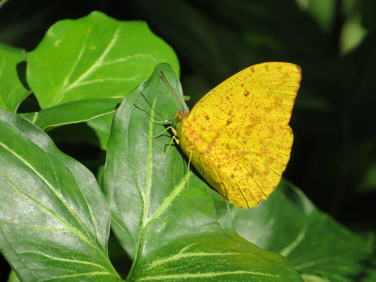 Borboleta-amarela (Phoebis argante), insetos, fotografado em Paúba, São Sebastião