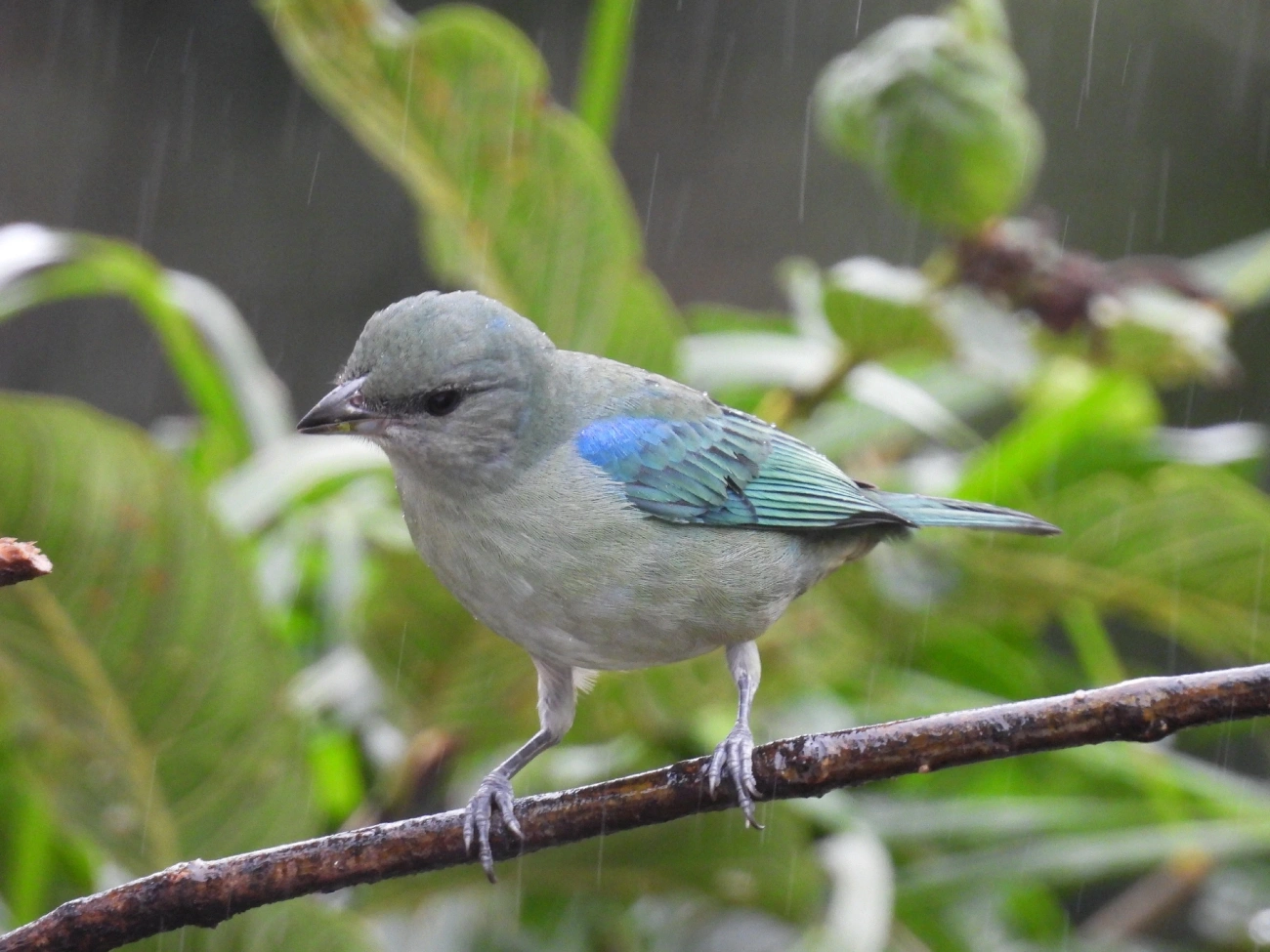 Sanhaço-de-encontro-azul (Thraupis cyanoptera), aves, fotografado em Maresias, São Sebastião
