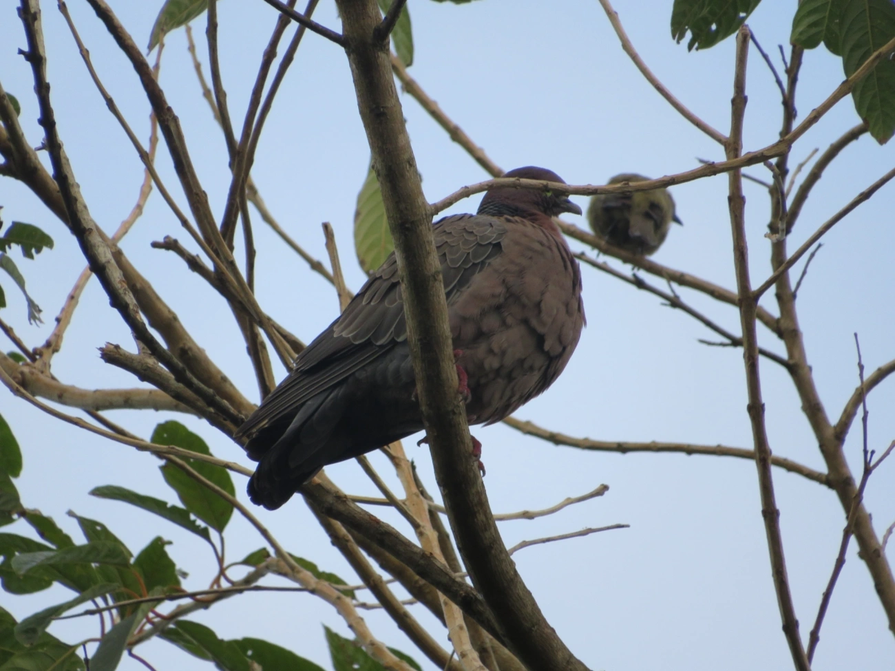 Asa-branca (Patagioenas picazuro), aves, fotografado em Maresias, São Sebastião