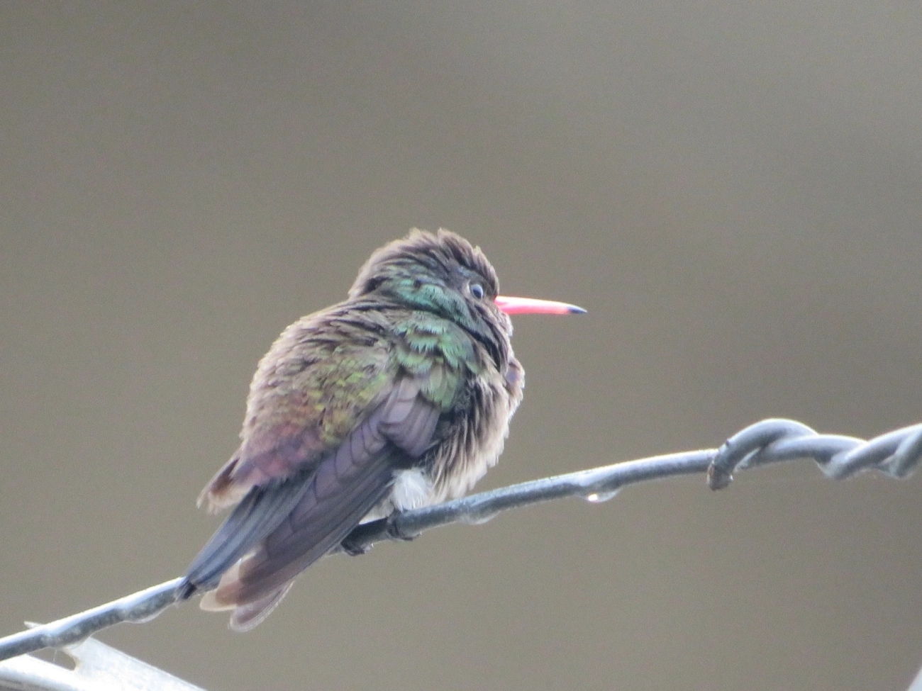 Beija-flor-roxo (Chlorestes cyanus), aves, fotografado em Maresias, São Sebastião
