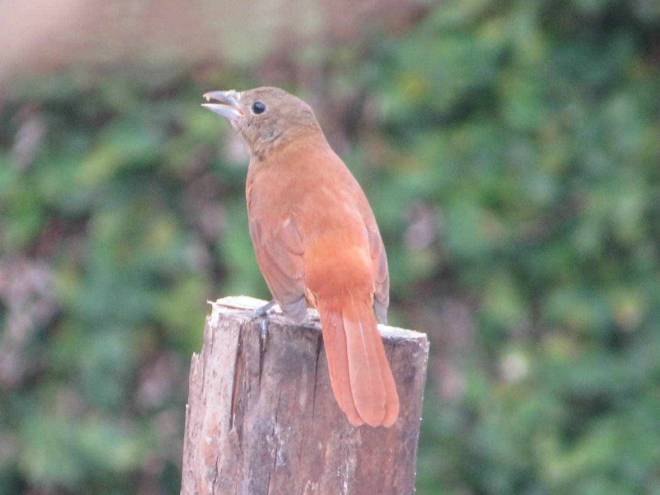 Tiê-preto (Tachyphonus coronatus), aves, fotografado em Maresias, São Sebastião