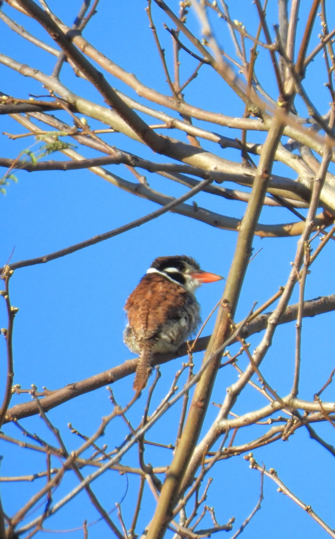 João-bobo (Nystalus chacuru), aves, fotografado em Cunha