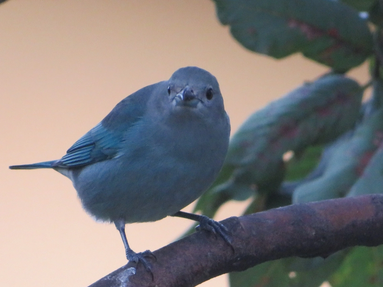 Sanhaço-cinzento (Thraupis sayaca), aves, fotografado em Maresias, São Sebastião