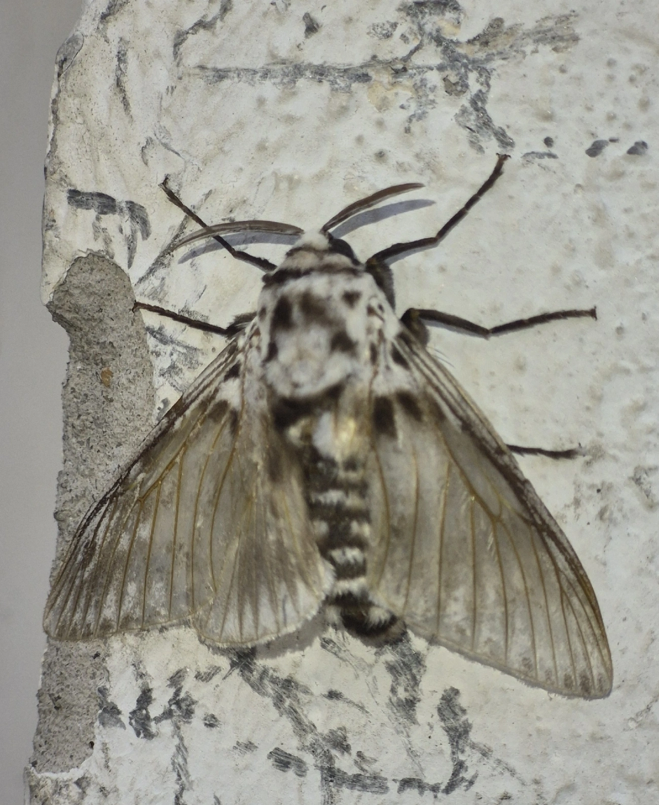 Taturana (lagarta) (Podalia orsilochus), insetos, fotografado em Maresias, São Sebastião