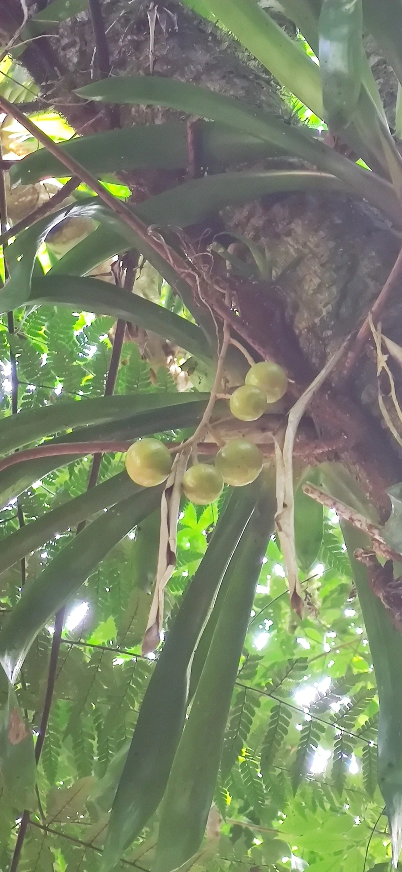 Lecythidaceae, plantas, fotografado em Prais do Saco, São Sebastião