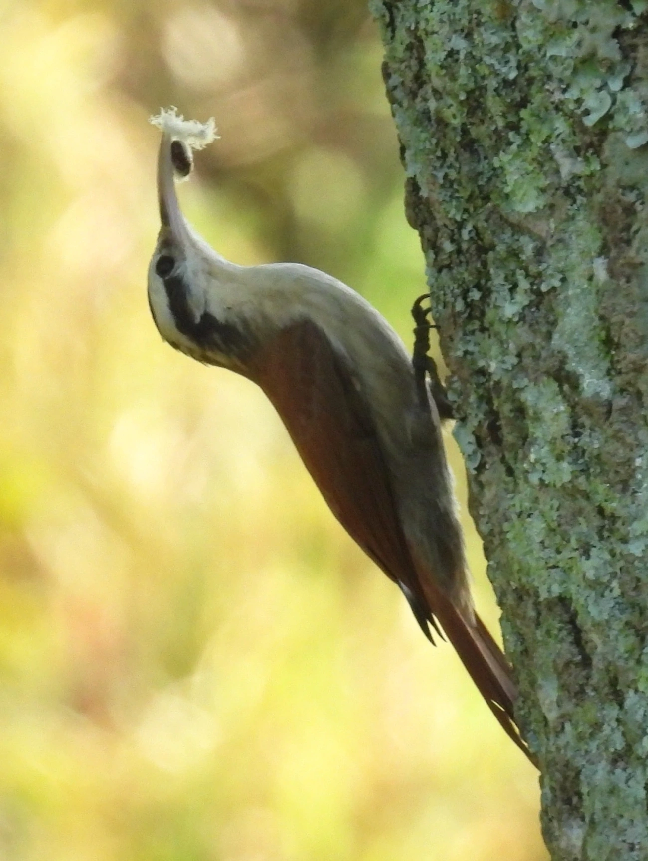 Arapaçu-do-cerrado (Lepidocolaptes angustirostris), aves, fotografado em Queluz