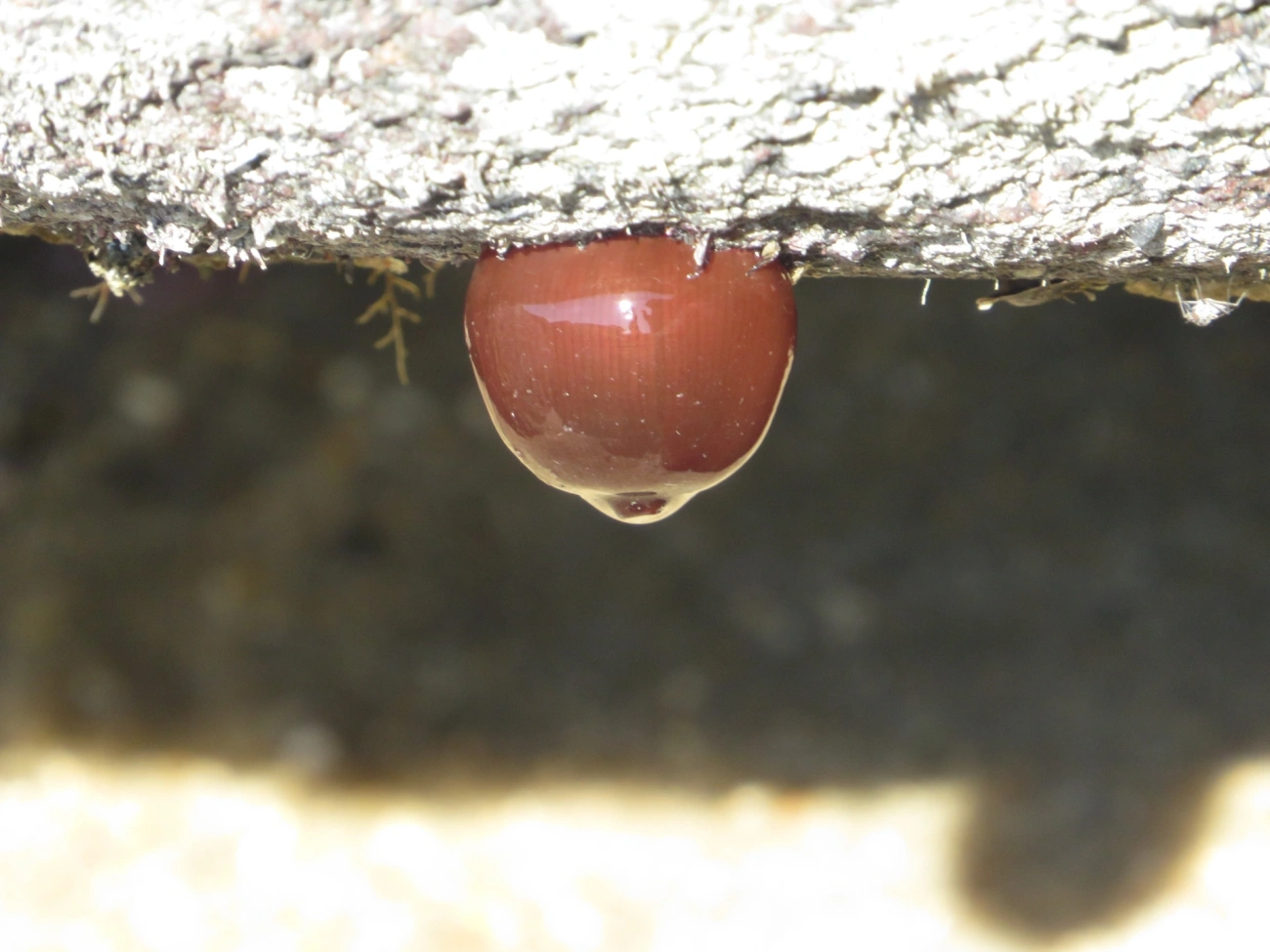 Anêmona-das-Bermudas (Actinia bermudensis), cnidários, fotografado em Maresias, São Sebastião