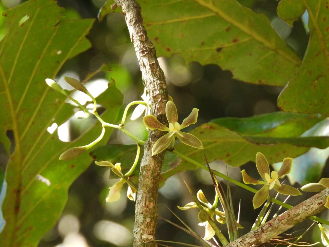 Encyclia patens, plantas, fotografado em Ilhéus