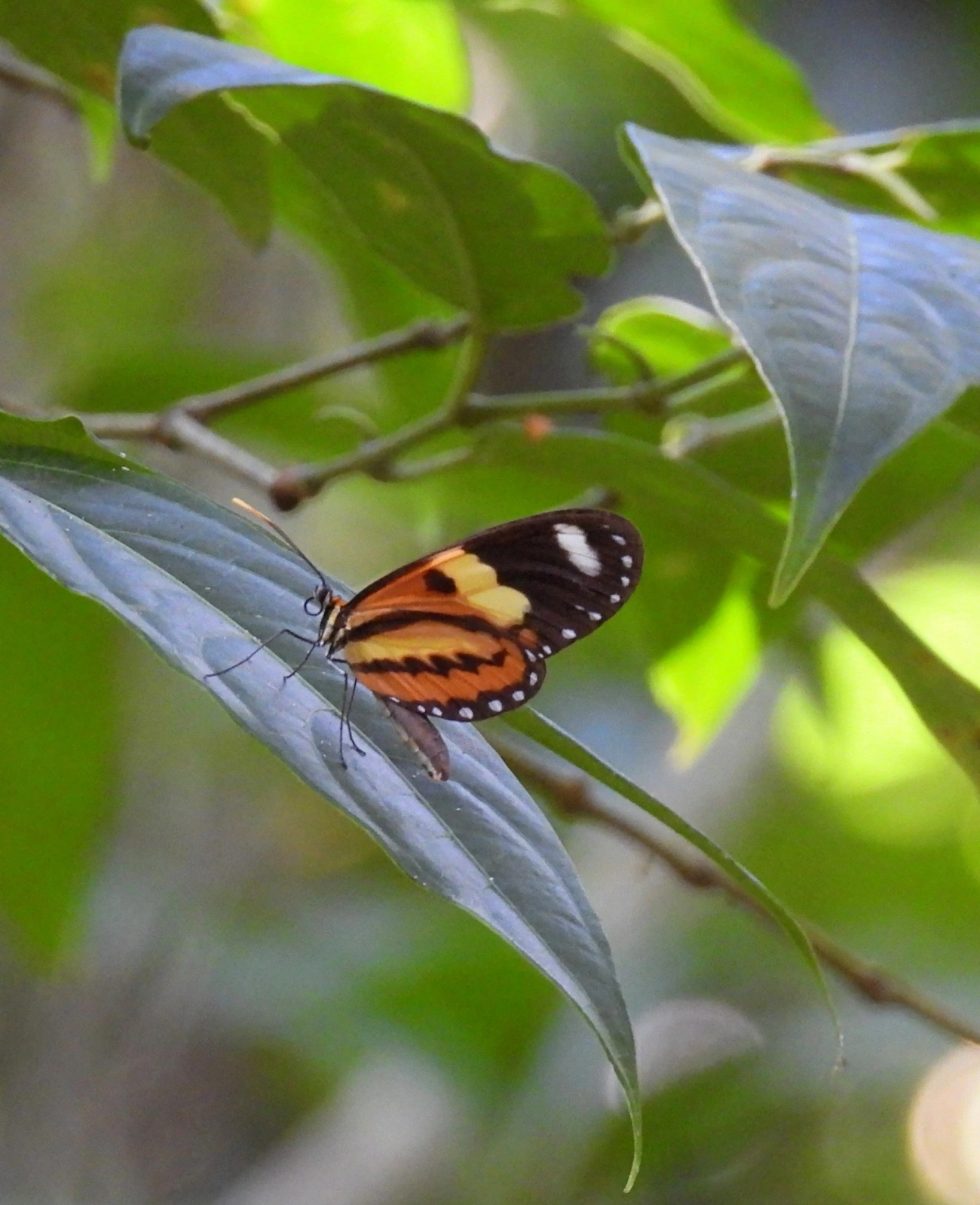 Borboleta-da-berinjela (Mechanitis lysimnia), insetos, fotografado em Maresias, São Sebastião
