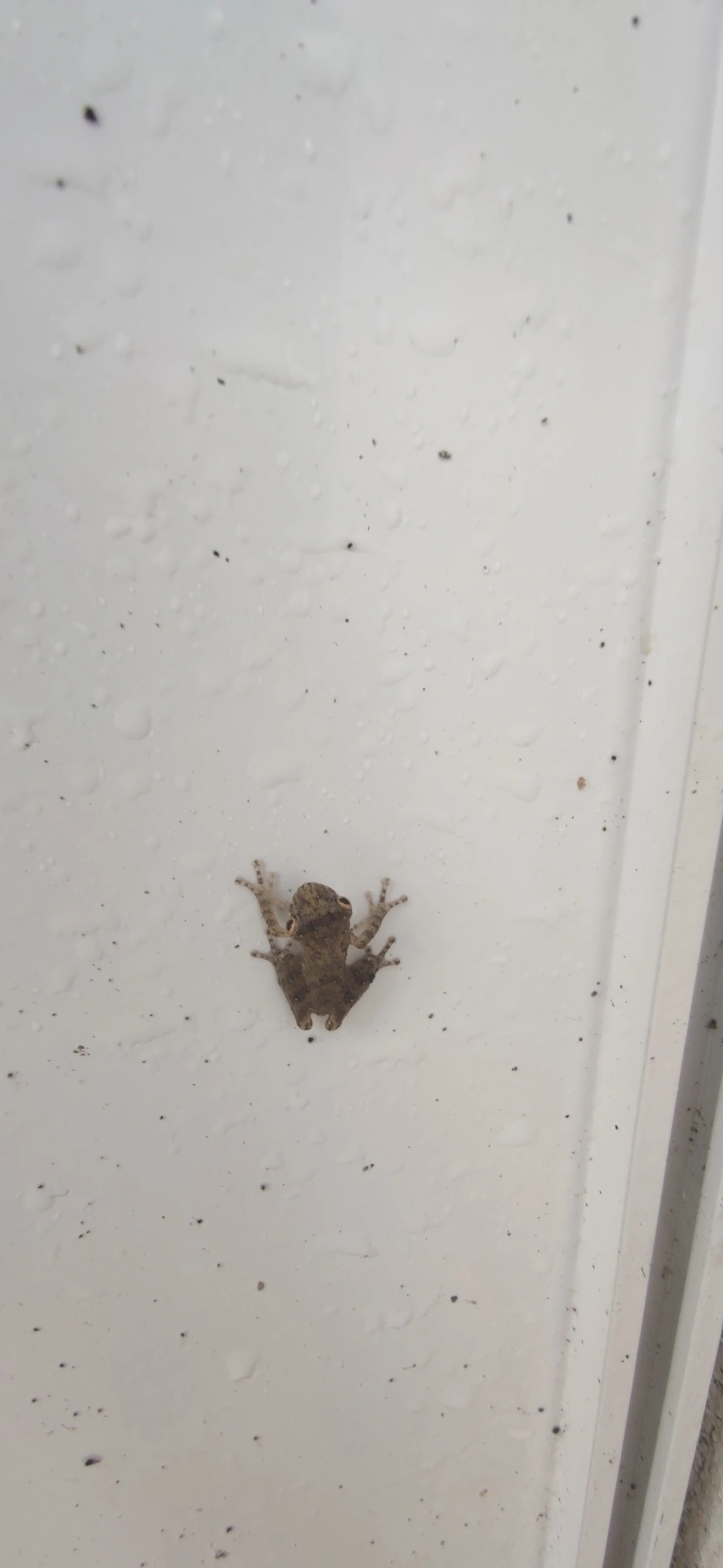 Perereca-do-litoral (Ololygon littoralis), anfíbios, fotografado em Maresias, São Sebastião