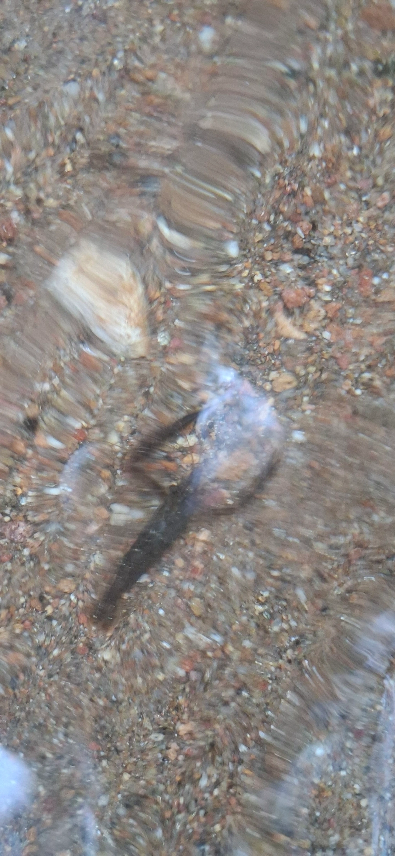Pitu (Macrobrachium carcinus), crustáceos, fotografado em Maresias, São Sebastião