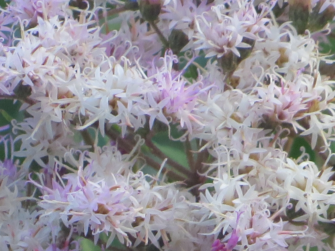 Assa-peixes (Vernonanthura), plantas, fotografado em Maresias, São Sebastião