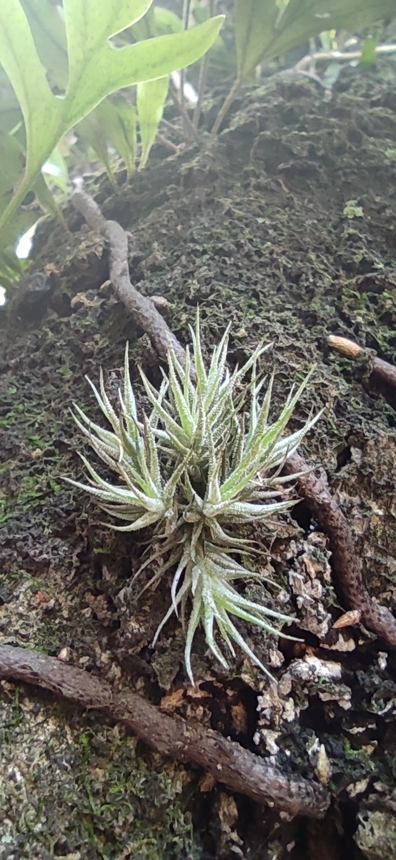 Tilândsia (Tillandsia tricholepis), plantas, fotografado em Vila Gomes Cardim, São Paulo