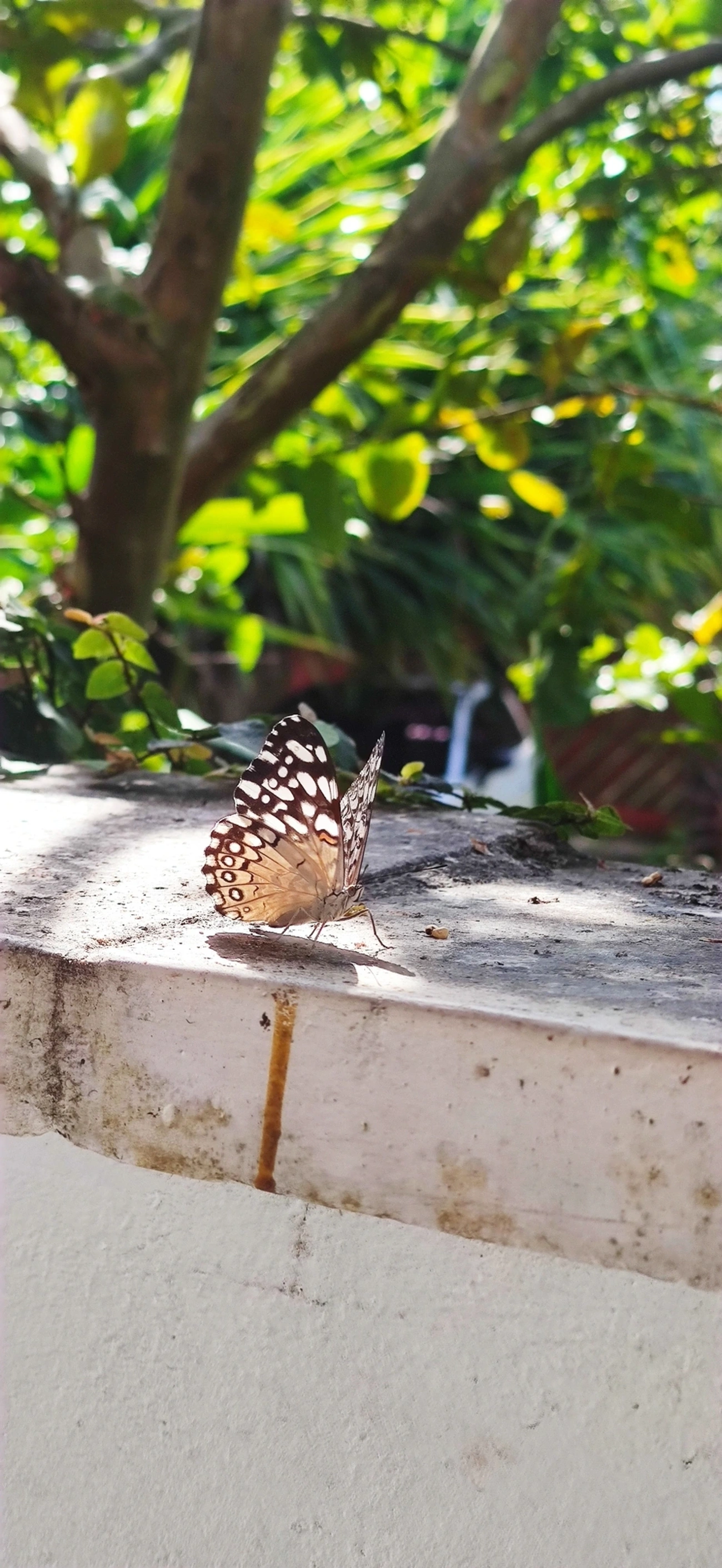 Borboleta-estaladeira (Hamadryas feronia), insetos, fotografado em Maresias, São Sebastião