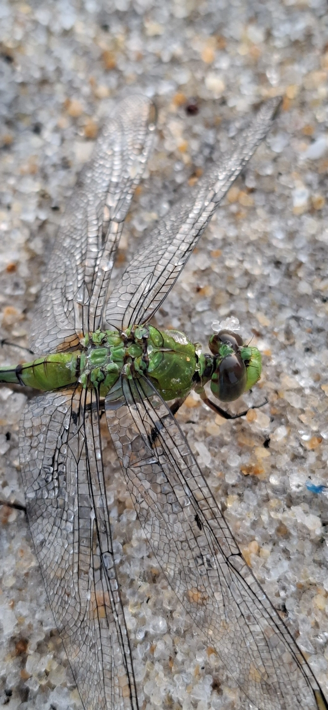 Libélula-verde (Erythemis vesiculosa), insetos, fotografado em São Sebastião