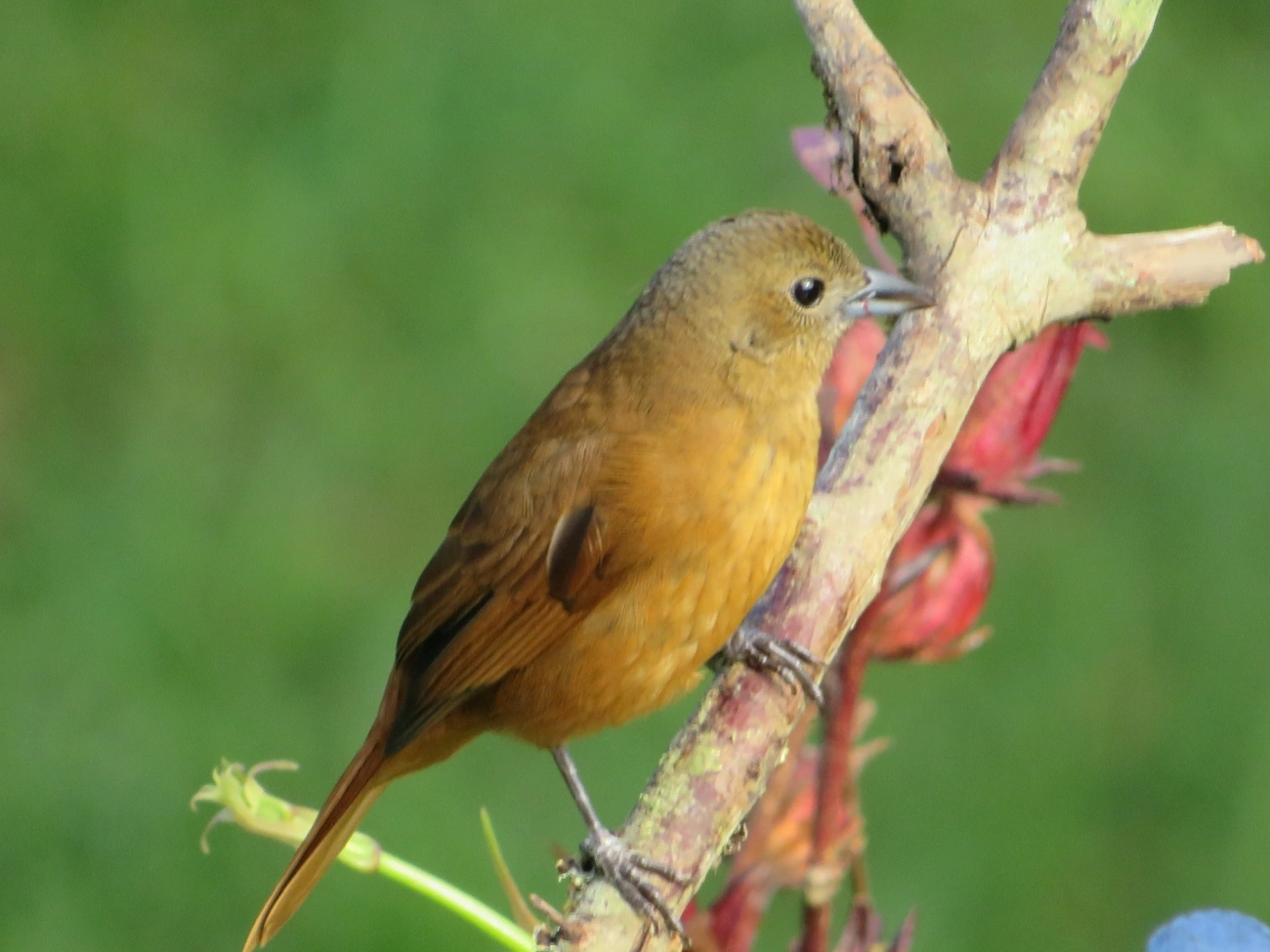 Tiê-preto (Tachyphonus coronatus), aves, fotografado em Maresias, São Sebastião