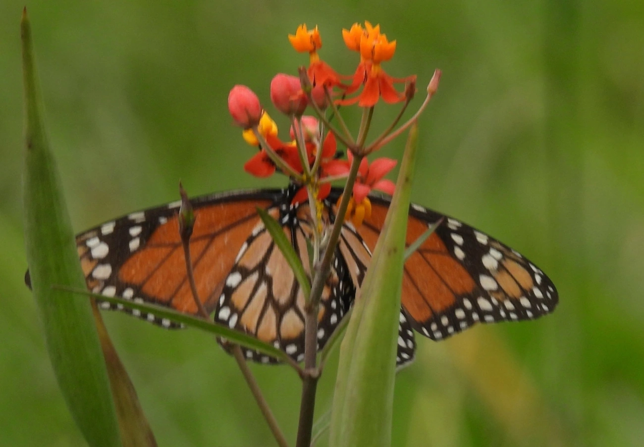 Monarca (Danaus erippus), insetos, fotografado em Queluz