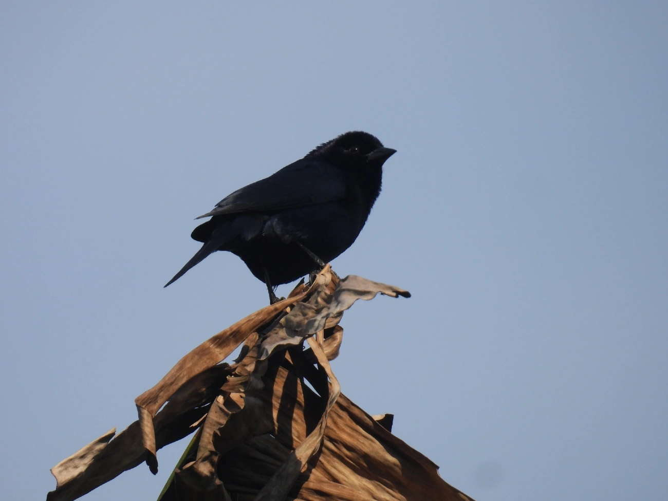 Chupim (Molothrus bonariensis), aves, fotografado em Boiçucanga, São Sebastião