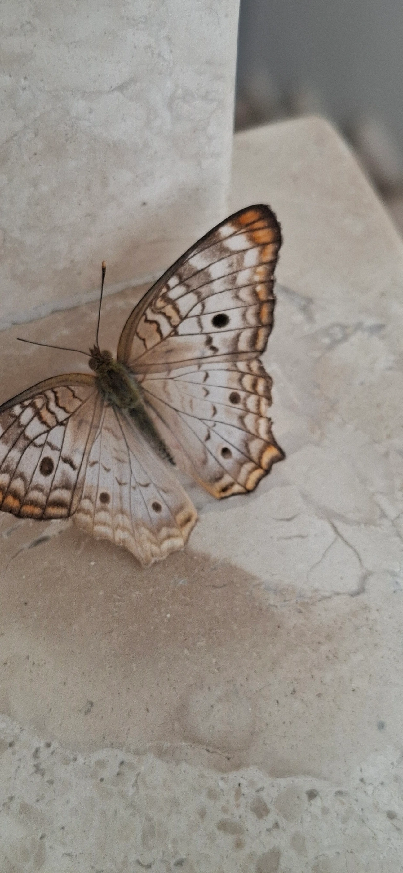 Borboleta-pavão-branco (Anartia jatrophae), insetos, fotografado em Maresias, São Sebastião