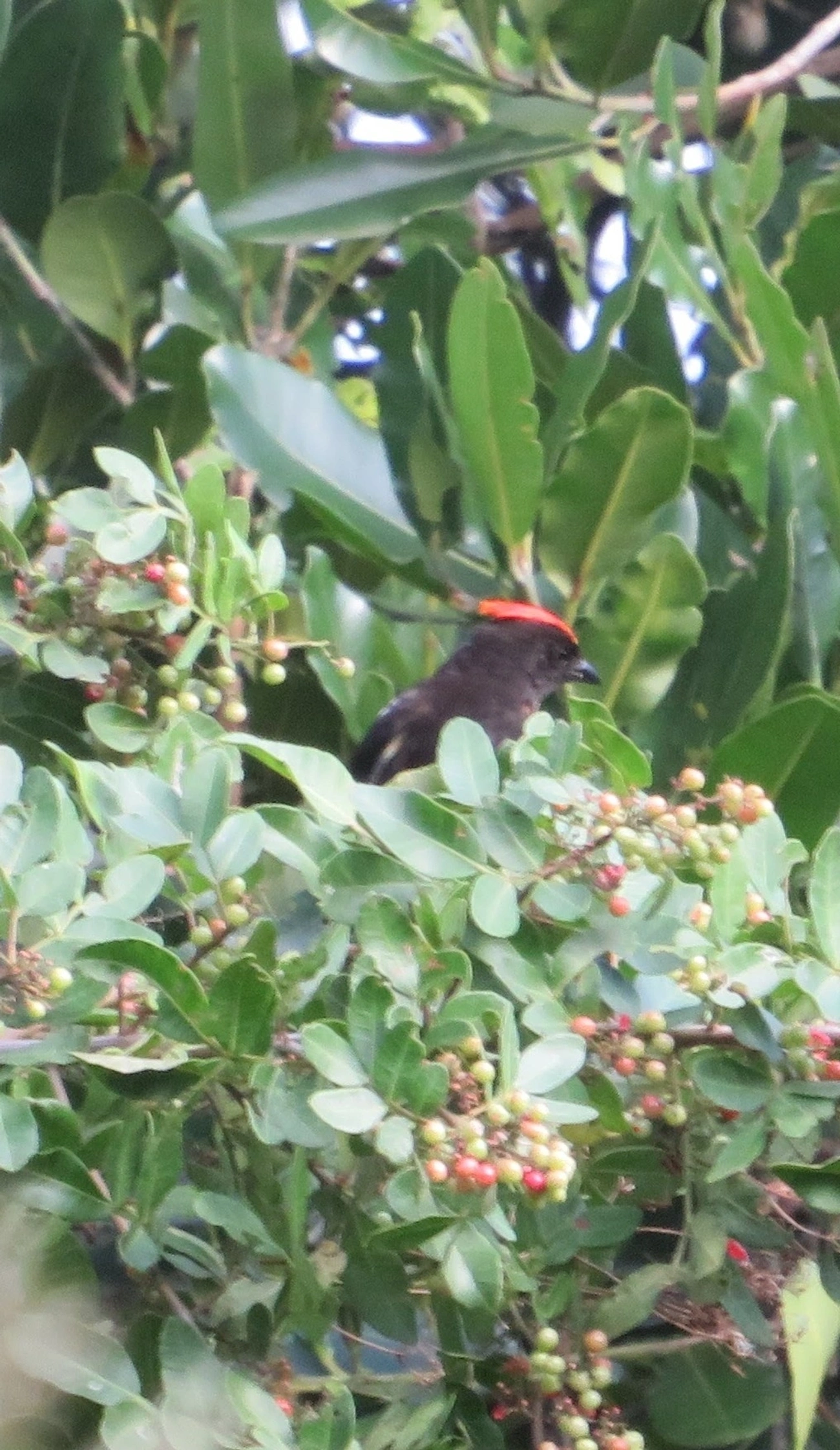 Tiê-galo (Loriotus cristatus), aves, fotografado em Maresias, São Sebastião