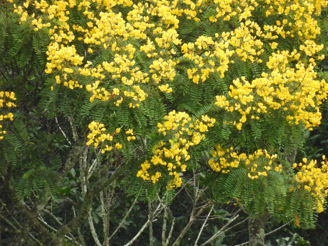 Pau-cigarra (Senna multijuga), plantas, fotografado em Indaiá, Caraguatatuba