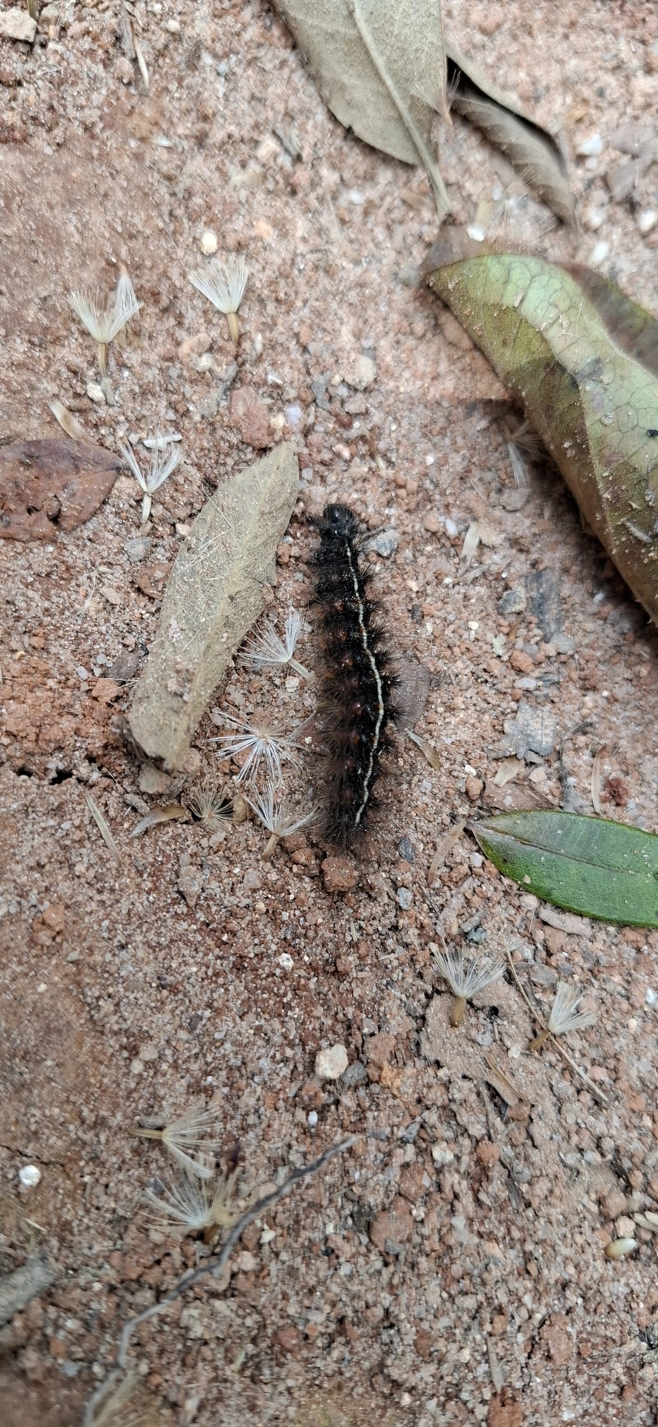 Arctiini, insetos, fotografado em Itamonte