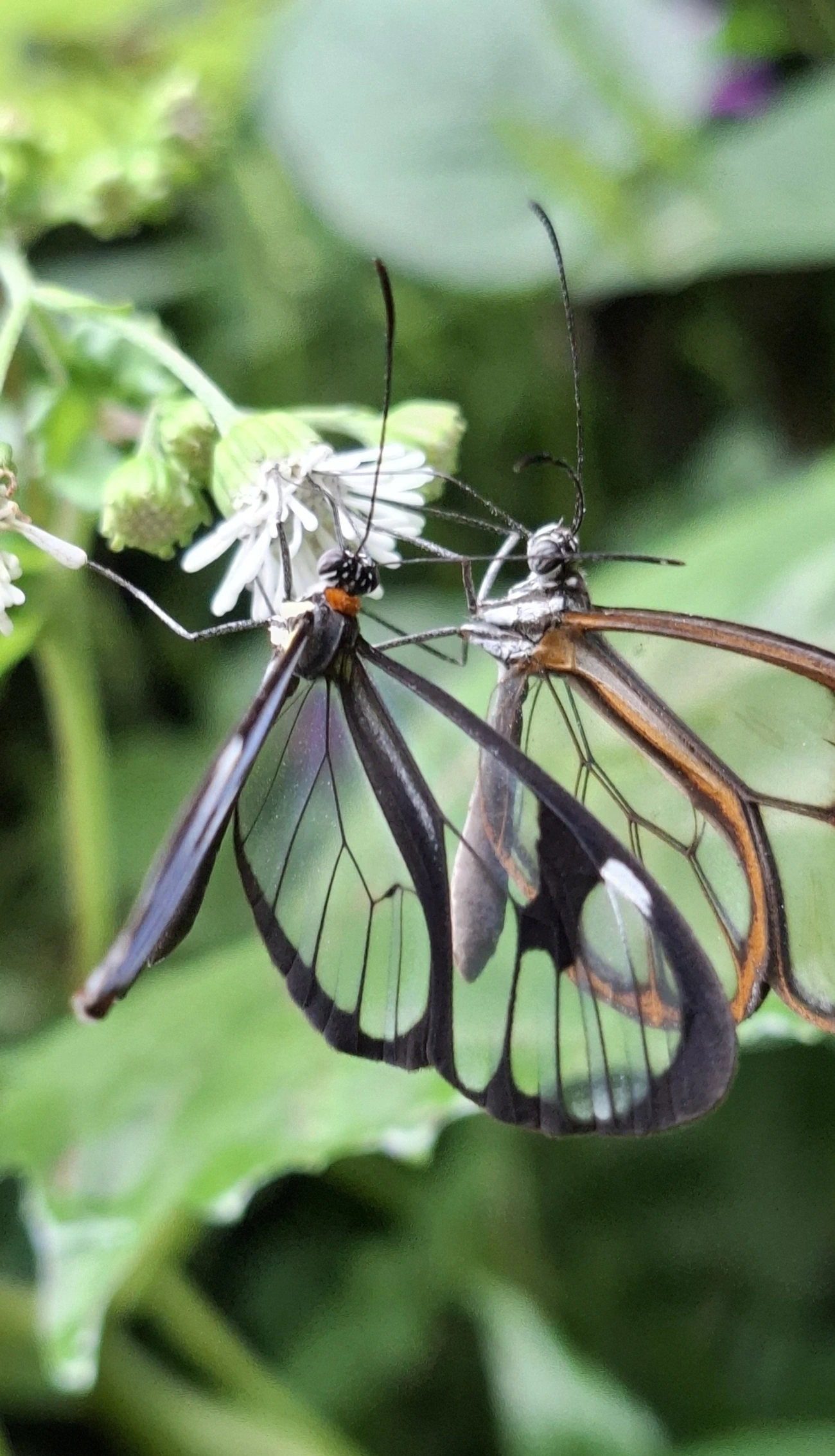 Asa-de-vidro (Ithomia drymo), insetos, fotografado em Maresias, São Sebastião