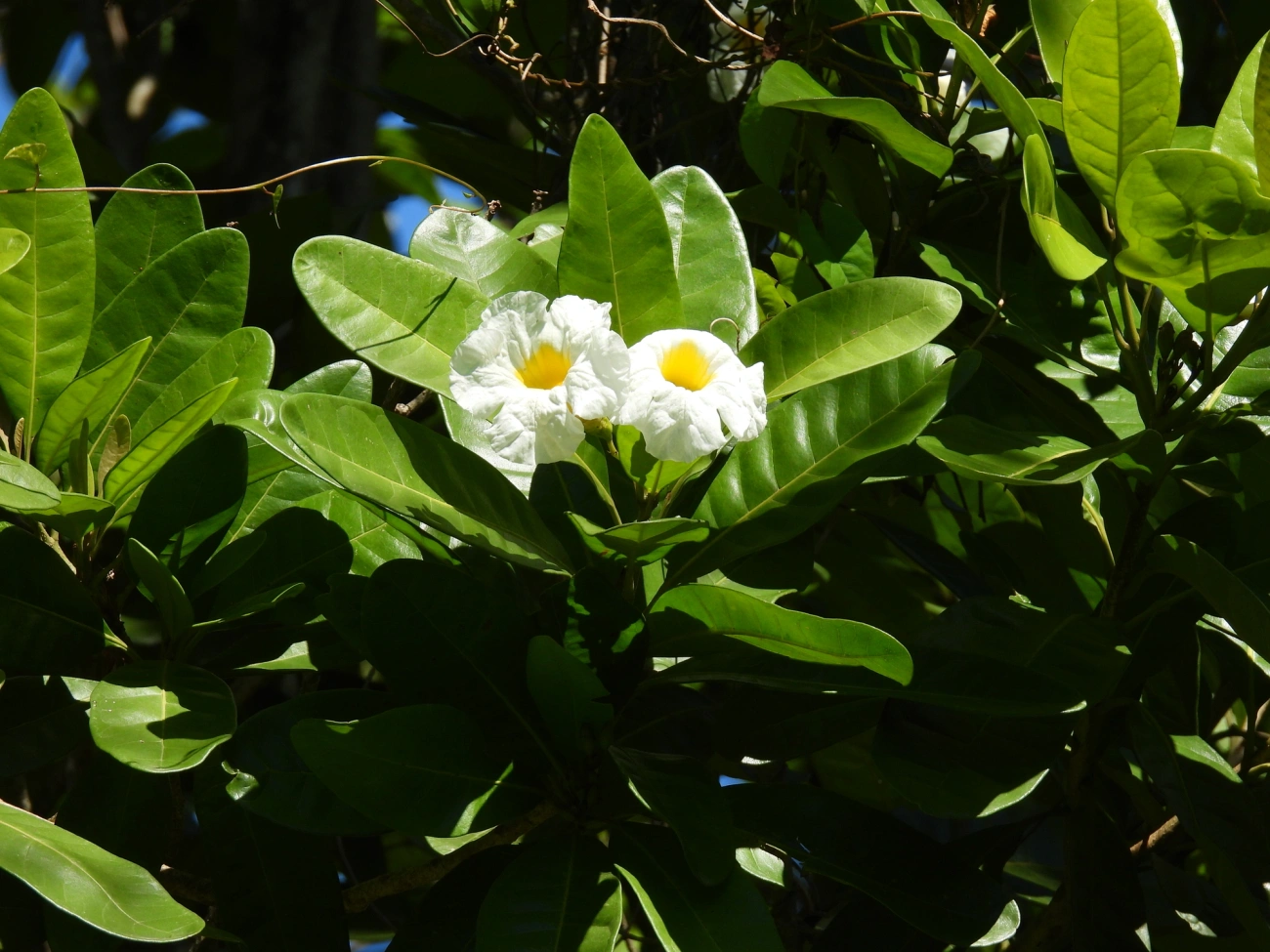 Caixeta (Tabebuia cassinoides), plantas, fotografado em São Paulo