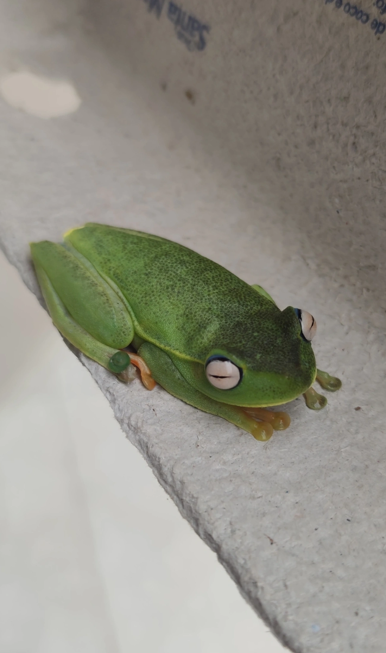 Perereca-araponga (Boana albomarginata), anfíbios, fotografado em Maresias, São Sebastião