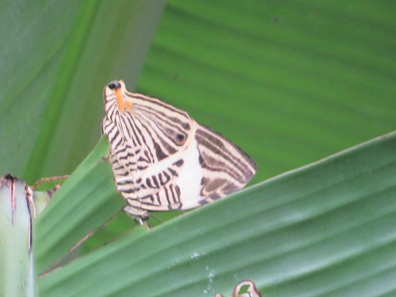 Borboleta-Zebra (Colobura dirce), insetos, fotografado em Maresias, São Sebastião