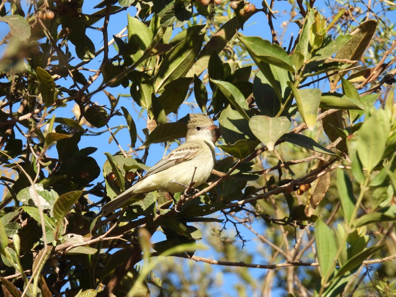 Chibum (Elaenia chiriquensis), aves, fotografado em Cunha