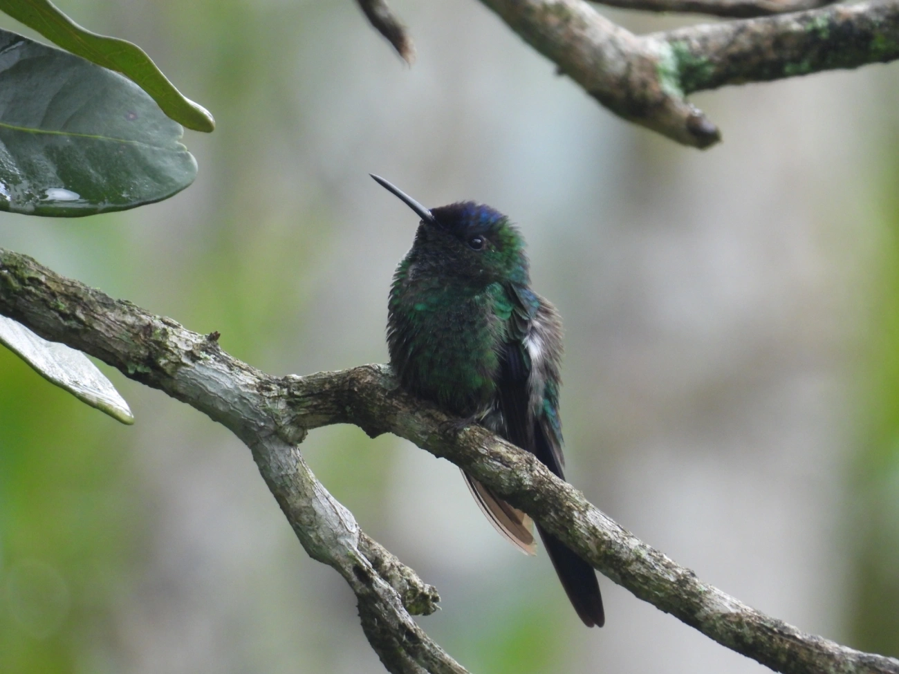 Beija-flor-de-fronte-violeta (Thalurania glaucopis), aves, fotografado em Maresias, São Sebastião
